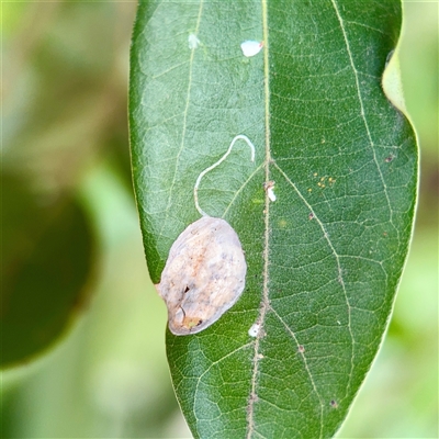 unidentified leaf miner at Melbourne, VIC - 19 Sep 2025 by Hejor1