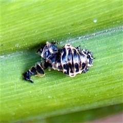 Coccinellidae (family) at Melbourne, VIC - 19 Sep 2025 by Hejor1