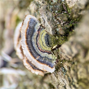 Trametes versicolor (Turkey Tail) at Melbourne, VIC - 19 Sep 2025 by Hejor1