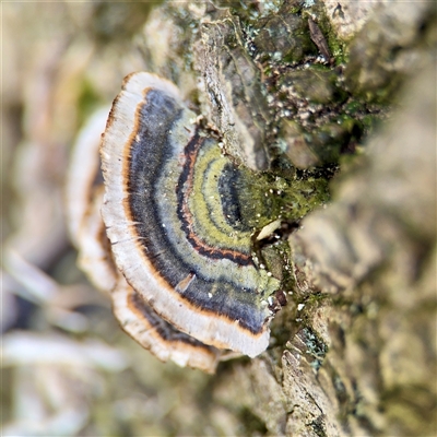 Trametes versicolor (Turkey Tail) at Melbourne, VIC - 19 Sep 2025 by Hejor1