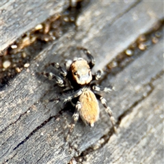 Maratus griseus (Jumping spider) at Melbourne, VIC - 19 Sep 2025 by Hejor1