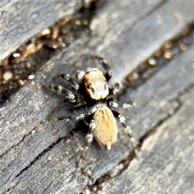 Maratus griseus (Jumping spider) at Melbourne, VIC - 19 Sep 2025 by Hejor1