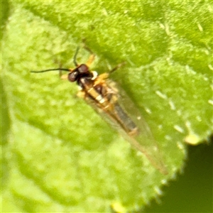 Mycopsylla fici (Fig Psyllid) at Melbourne, VIC - 19 Sep 2025 by Hejor1