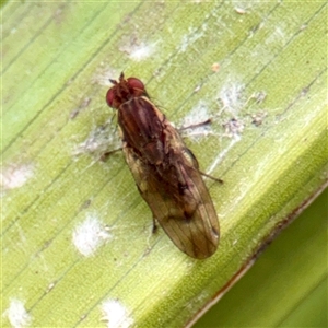 Diplogeomyza sp. (genus) at Melbourne, VIC - 19 Sep 2025 by Hejor1