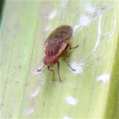Diplogeomyza sp. (genus) at Melbourne, VIC - 19 Sep 2025 11:54 AM