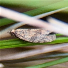 Epitymbiini (Tribe) (A Tortricid moth (Epitymbiini) at Melbourne, VIC - 19 Sep 2025 by Hejor1