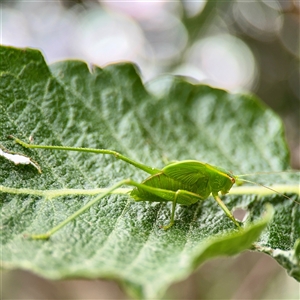 Caedicia simplex (Common Garden Katydid) at Melbourne, VIC - 19 Sep 2025 by Hejor1