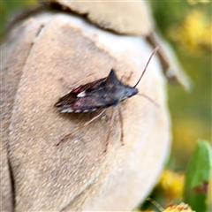 Oechalia schellenbergii (Spined Predatory Shield Bug) at Melbourne, VIC - 19 Sep 2025 by Hejor1