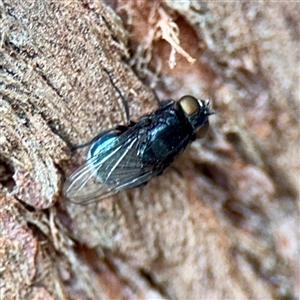 Australophyra rostrata (Black Carrion Fly) at Melbourne, VIC - 19 Sep 2025 by Hejor1