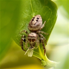 Opisthoncus sp. (genus) (Opisthoncus jumping spider) at Melbourne, VIC - 19 Sep 2025 by Hejor1