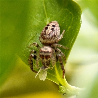 Opisthoncus sp. (genus) (Opisthoncus jumping spider) at Melbourne, VIC - 19 Sep 2025 by Hejor1