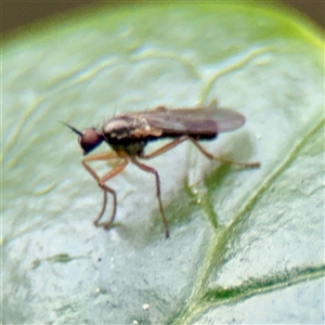 Empidoidea (superfamily) at Melbourne, VIC - 19 Sep 2025 by Hejor1