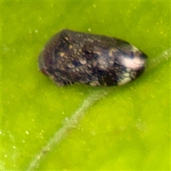 Neovulturnus (genus) (A leafhopper) at Melbourne, VIC - 19 Sep 2025 by Hejor1