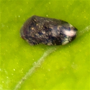 Neovulturnus (genus) (A leafhopper) at Melbourne, VIC - 19 Sep 2025 by Hejor1