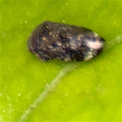 Neovulturnus (genus) (A leafhopper) at Melbourne, VIC - 19 Sep 2025 by Hejor1