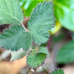 Rubus anglocandicans at Melbourne, VIC - 19 Sep 2025 by Hejor1