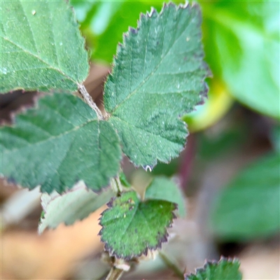 Rubus anglocandicans at Melbourne, VIC - 19 Sep 2025 by Hejor1
