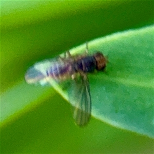 Chloropidae (family) at Melbourne, VIC - 19 Sep 2025 by Hejor1