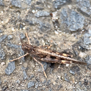 Austroicetes sp. (genus) (A grasshopper) at Melbourne, VIC - 19 Sep 2025 by Hejor1