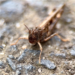 Austroicetes sp. (genus) at Melbourne, VIC - 19 Sep 2025 10:56 AM