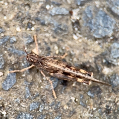Austroicetes sp. (genus) at Melbourne, VIC - 19 Sep 2025 10:56 AM