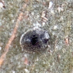 Coccinellidae (family) (Unidentified lady beetle) at Melbourne, VIC - 19 Sep 2025 by Hejor1