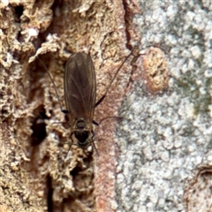 Sciaridae sp. (family) (Black fungus gnat) at Melbourne, VIC - 19 Sep 2025 by Hejor1