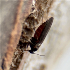 Sciaridae sp. (family) at Melbourne, VIC - 19 Sep 2025 10:51 AM
