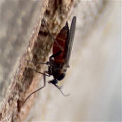 Sciaridae sp. (family) at Melbourne, VIC - 19 Sep 2025 10:51 AM