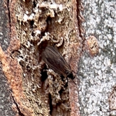 Sciaridae sp. (family) at Melbourne, VIC - 19 Sep 2025 10:51 AM