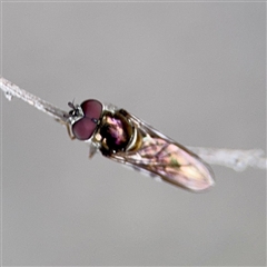 Melangyna (genus) at Melbourne, VIC - 19 Sep 2025 by Hejor1