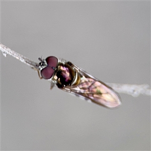 Melangyna (genus) at Melbourne, VIC - 19 Sep 2025 10:46 AM