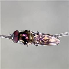 Melangyna (genus) at Melbourne, VIC - 19 Sep 2025 10:46 AM