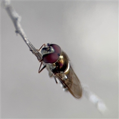 Melangyna (genus) at Melbourne, VIC - 19 Sep 2025 10:46 AM