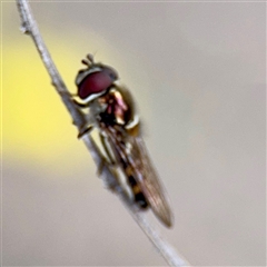 Melangyna (genus) at Melbourne, VIC - 19 Sep 2025 10:46 AM