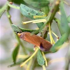 Delexocha ochrocausta (Chezala Group) at Melbourne, VIC - 19 Sep 2025 by Hejor1