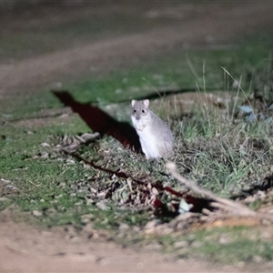 Bettongia gaimardi (Eastern Bettong, Tasmanian Bettong) at Forde, ACT - 24 Jun 2022 by DAdeGroot