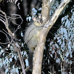 Trichosurus vulpecula (Common Brushtail Possum) at Forde, ACT - 24 Jun 2022 by DAdeGroot