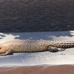 Egernia cunninghami (Cunningham's Skink) at Bywong, NSW - 28 Dec 2024 by DAdeGroot