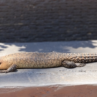 Egernia cunninghami (Cunningham's Skink) at Bywong, NSW - 28 Dec 2024 by DAdeGroot