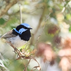 Malurus cyaneus (Superb Fairywren) at Bywong, NSW - 28 Dec 2024 by DAdeGroot