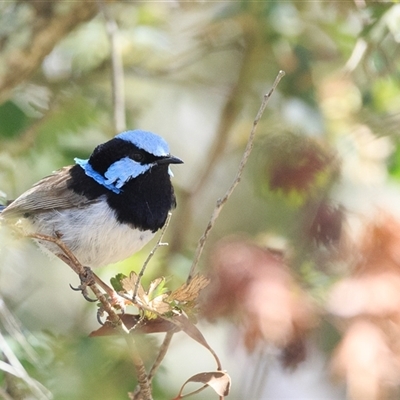 Malurus cyaneus (Superb Fairywren) at Bywong, NSW - 28 Dec 2024 by DAdeGroot