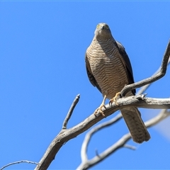 Tachyspiza cirrocephala (Collared Sparrowhawk) at Bywong, NSW - 28 Dec 2024 by DAdeGroot