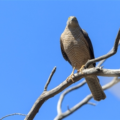 Tachyspiza cirrocephala (Collared Sparrowhawk) at Bywong, NSW - 28 Dec 2024 by DAdeGroot