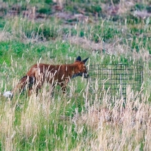 Vulpes vulpes (Red Fox) at Bywong, NSW - 28 Dec 2024 by DAdeGroot