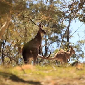 Macropus giganteus (Eastern Grey Kangaroo) at Bywong, NSW - 28 Dec 2024 by DAdeGroot