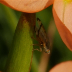 Sphenella ruficeps (Senecio Flower Galler Fruit Fly) at Freshwater Creek, VIC - 18 Sep 2025 by WendyEM
