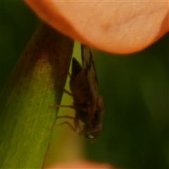 Sphenella ruficeps at Freshwater Creek, VIC - 18 Sep 2025 04:26 PM