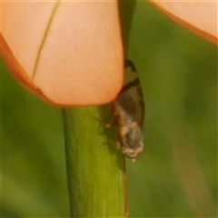 Sphenella ruficeps at Freshwater Creek, VIC - 18 Sep 2025 04:26 PM