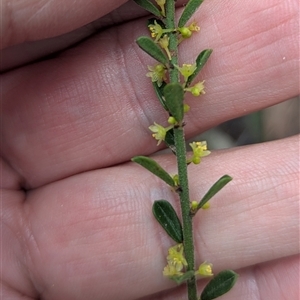 Unverified Other Wildflower or Herb at Mendooran, NSW - 19 Sep 2025 by HelenCross